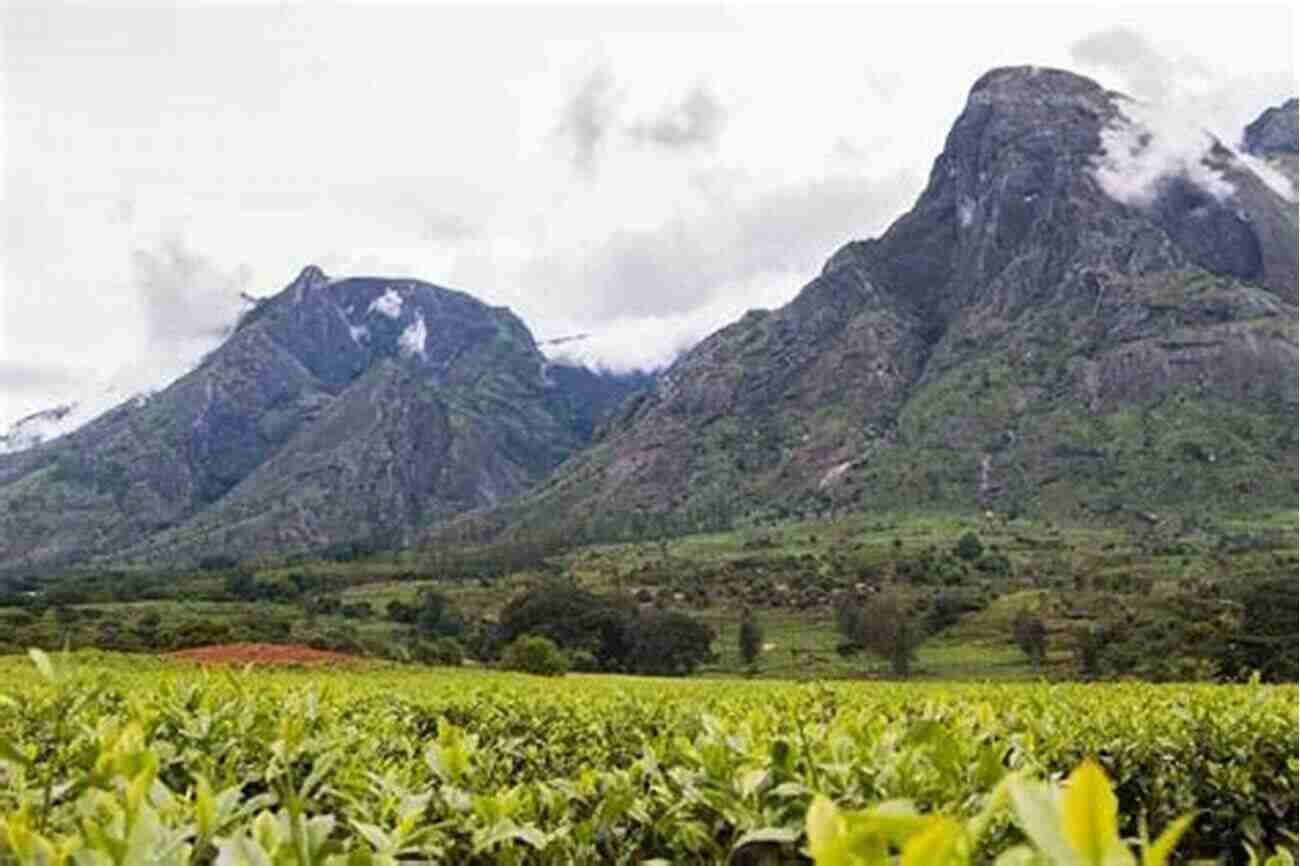 Mount Mulanje Towering Peaks Covered In Lush Greenery Against A Backdrop Of Clear Blue Skies Malawi Travel Guide: With 100 Landscape Photos