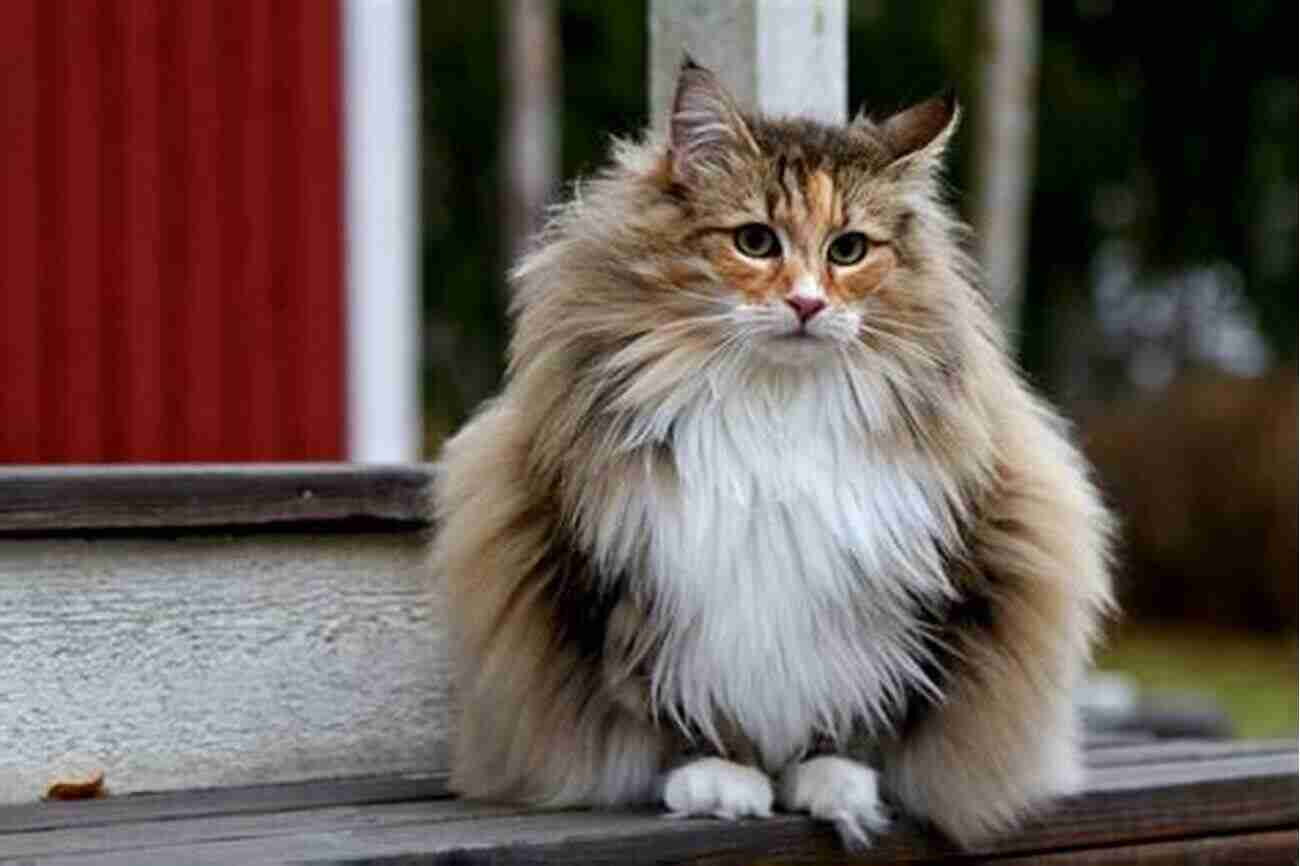 Norwegian Forest Cat Breed Playful And Resilient Interesting Facts About The Most Popular Cat Breeds (Magnificent Animal Series)