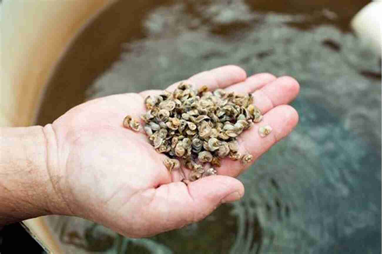 Oysters Dying Due To Pesticide Pollution Toxic Pearl: Pacific Northwest Shellfish Companies Addiction To Pesticides?