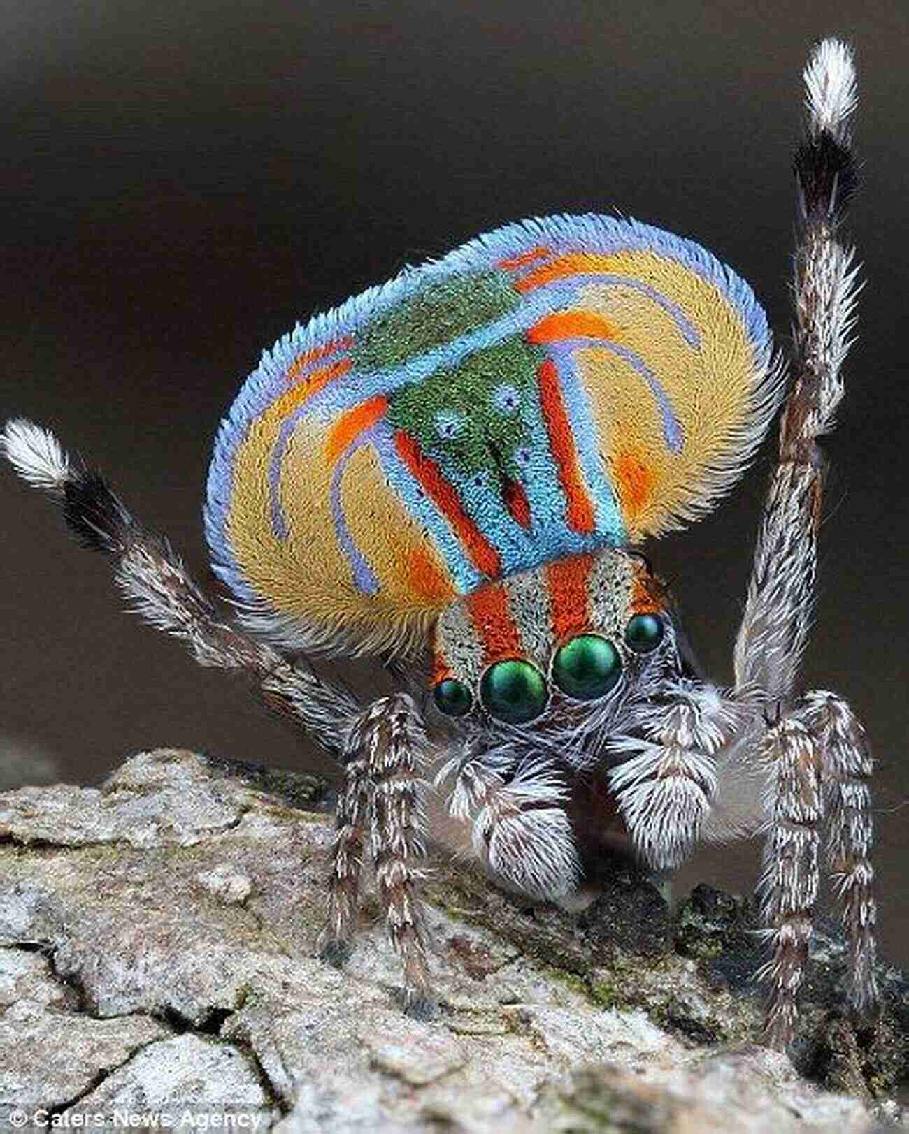 Peacock Spider Showing Off Its Vibrant Colors To Attract A Mate Environment And Inner World Of The Animals