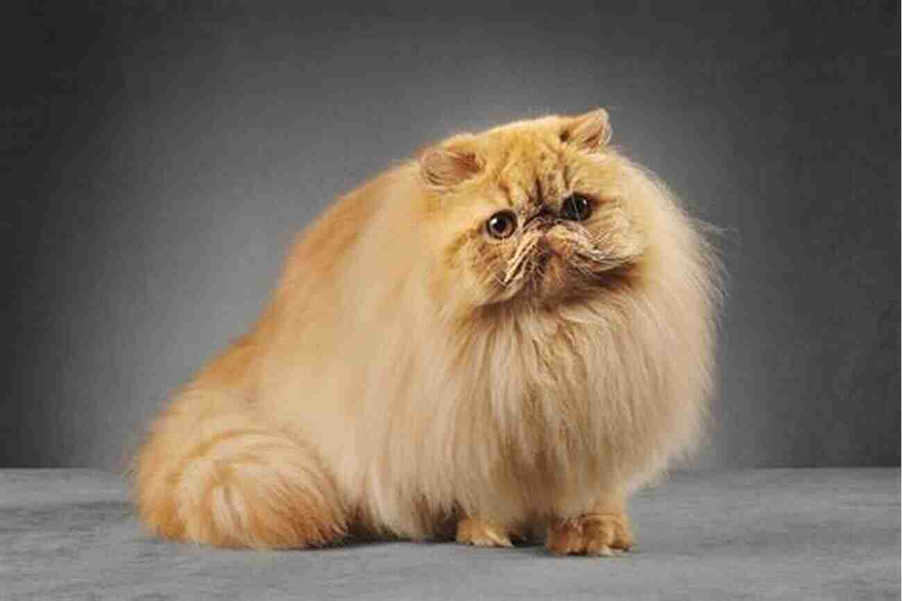 Persian Cat Breed Royal And Elegant Interesting Facts About The Most Popular Cat Breeds (Magnificent Animal Series)