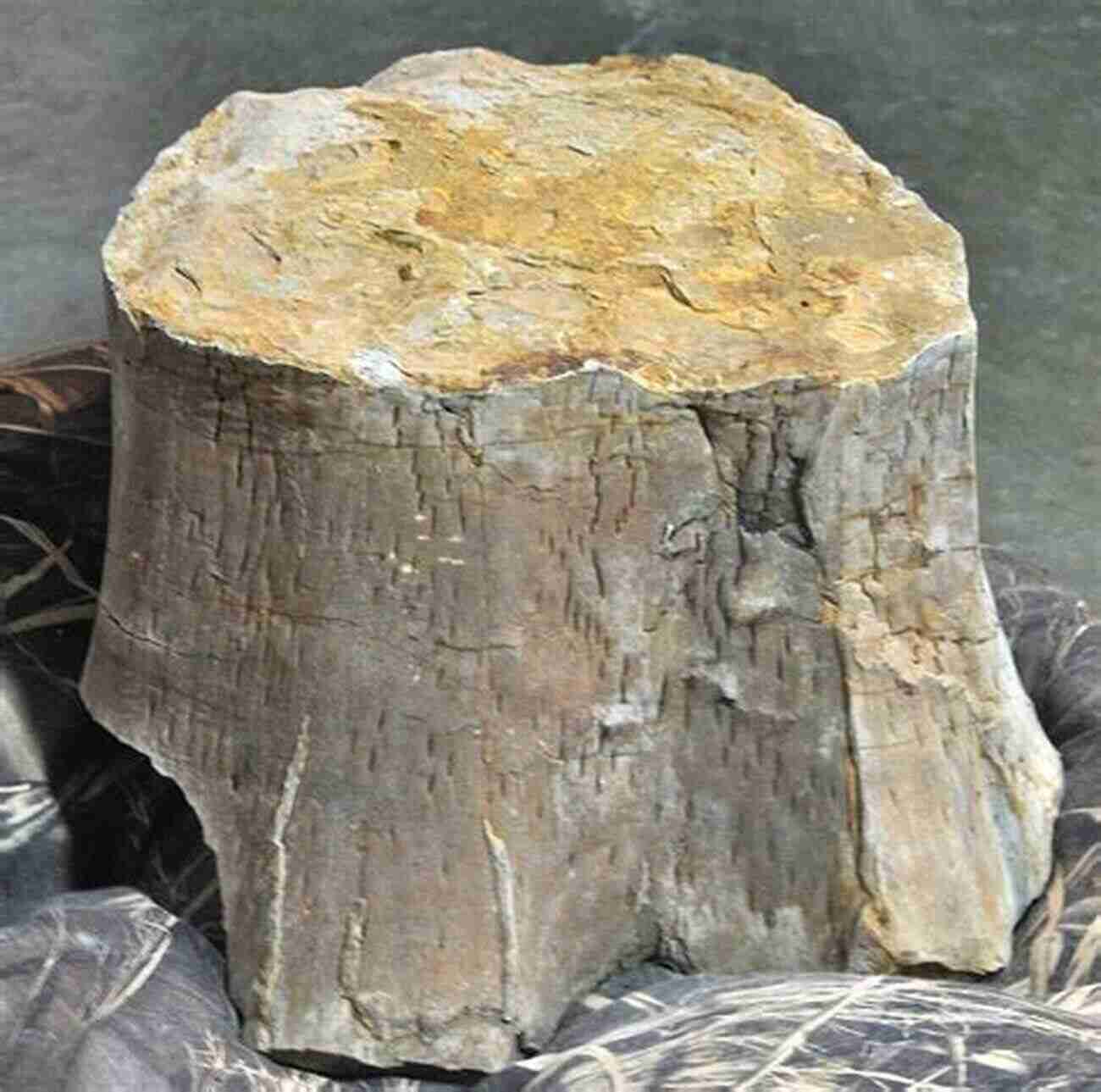 Petrified Wood Fossil In The Tennessee Valley Fossil Identification Guide For The Tennessee Valley Part 2