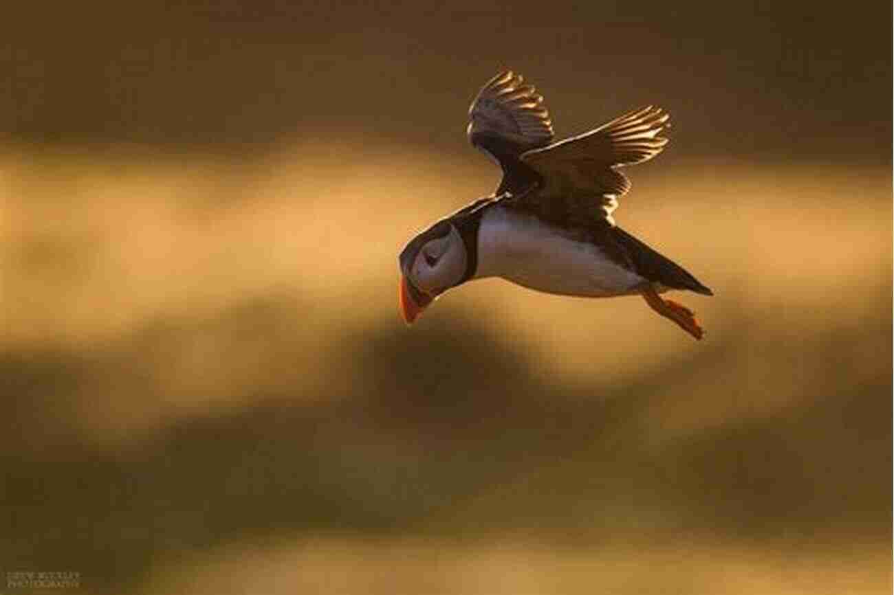 Puffin In Flight Puffin S Log Nyden Kovatchev