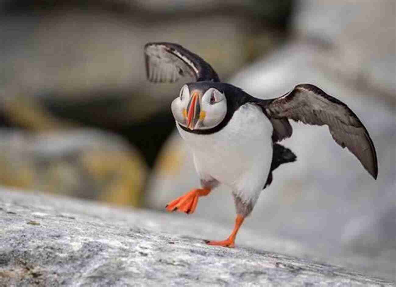 Puffin Log Nyden Kovatchev The Extraordinary Journey Of A Puffin Enthusiast Puffin S Log Nyden Kovatchev