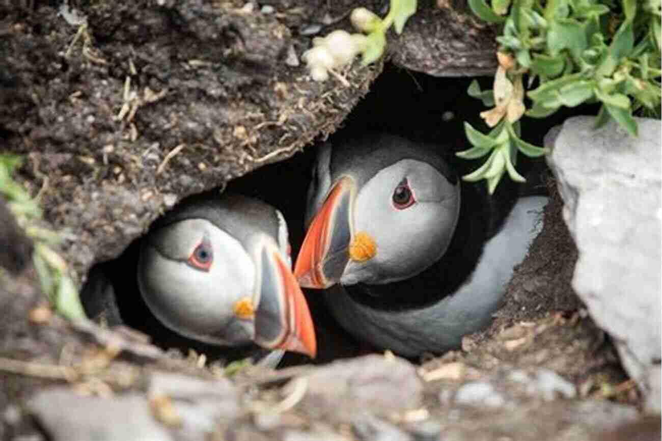 Puffins In Nest Puffin S Log Nyden Kovatchev