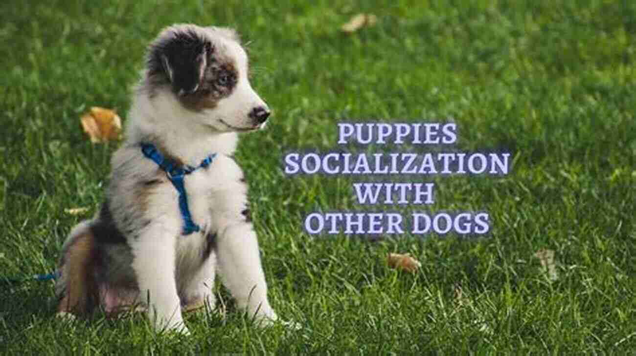 Puppy Playing With Other Puppies In A Controlled Socialization Setting How To Train Your Puppy For Kids: Step By Step Training Guide Tips And Tricks To Raise Your Puppy In Fun And Easy Ways