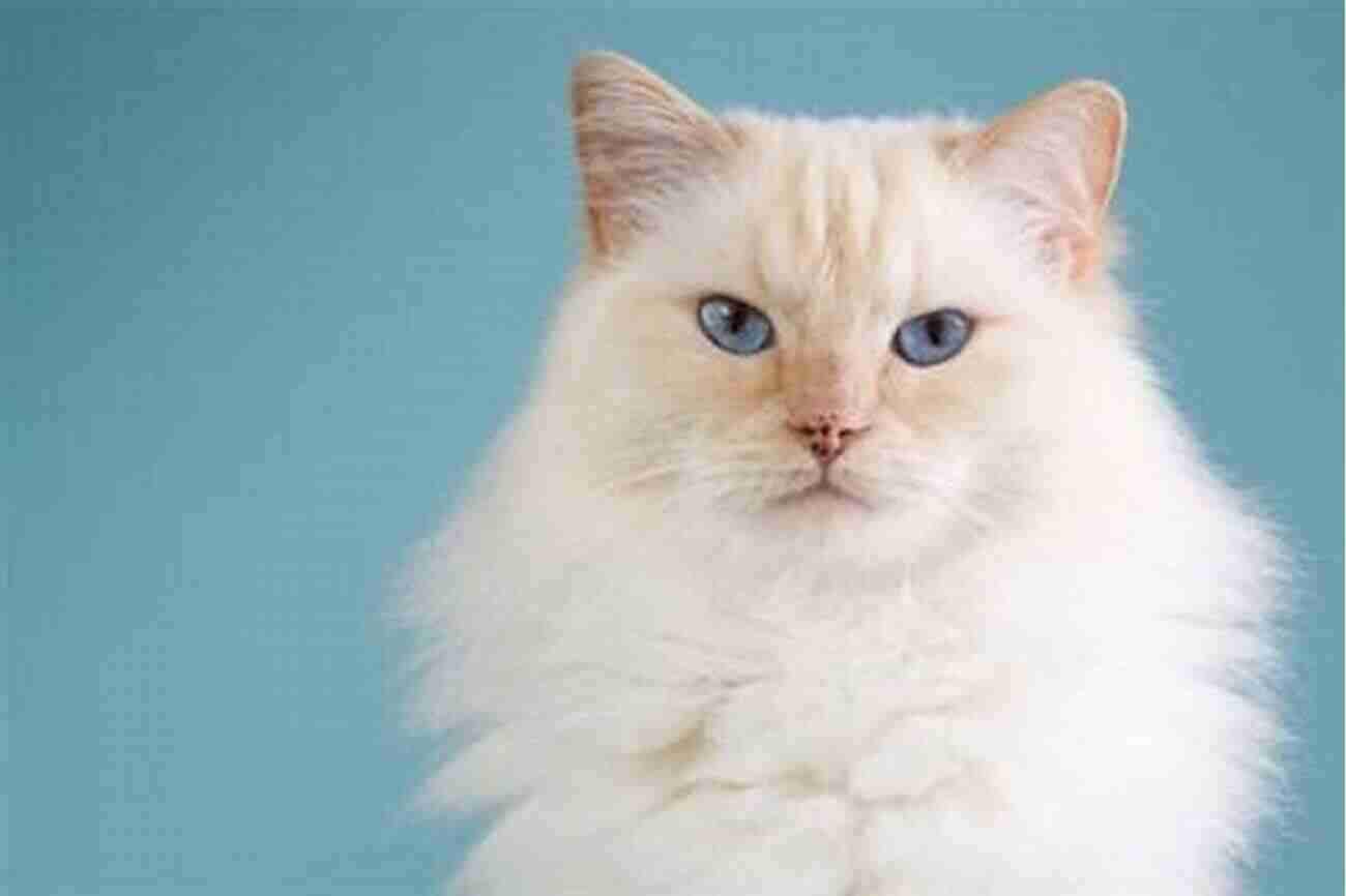 Ragdoll Cat Breed Docile And Affectionate Interesting Facts About The Most Popular Cat Breeds (Magnificent Animal Series)