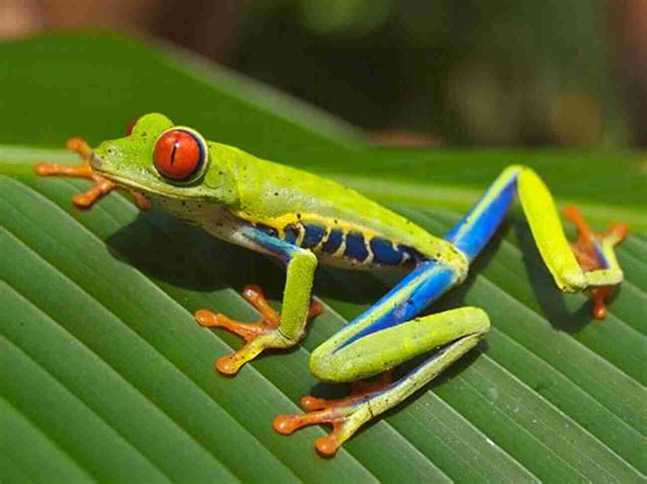 Red Eyed Tree Frog Frogs Of Southern Africa A Complete Guide