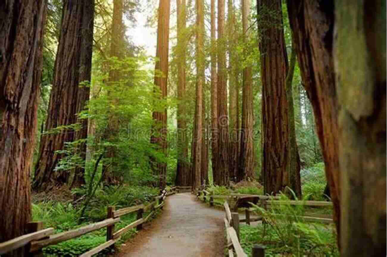 Redwood Forest Hooked On Hiking: Northern California