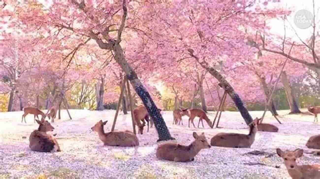 Relaxing In An Enchanting Hot Spring Beneath Cherry Blossom Trees In Japan The Onsen Experience: A Guide To Japan S Hot Spring Sanctuaries