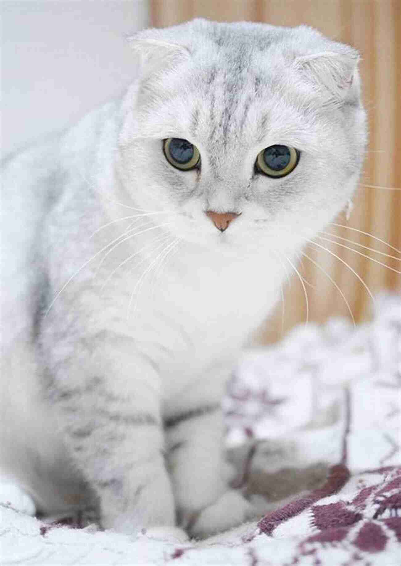 Scottish Fold Cat Breed Adorable And Friendly Interesting Facts About The Most Popular Cat Breeds (Magnificent Animal Series)