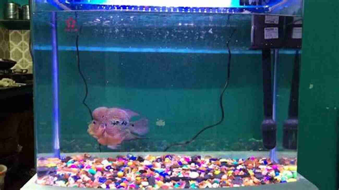 Setting Up The Perfect Flowerhorn Aquarium Nikita Nain Comprehensive Flowerhorn Care Guide Nikita Nain