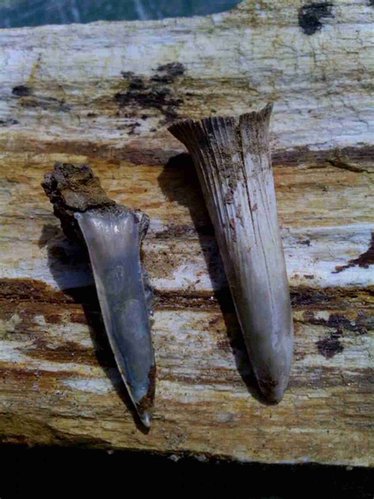 Shark Teeth Fossils In The Tennessee Valley Fossil Identification Guide For The Tennessee Valley Part 2