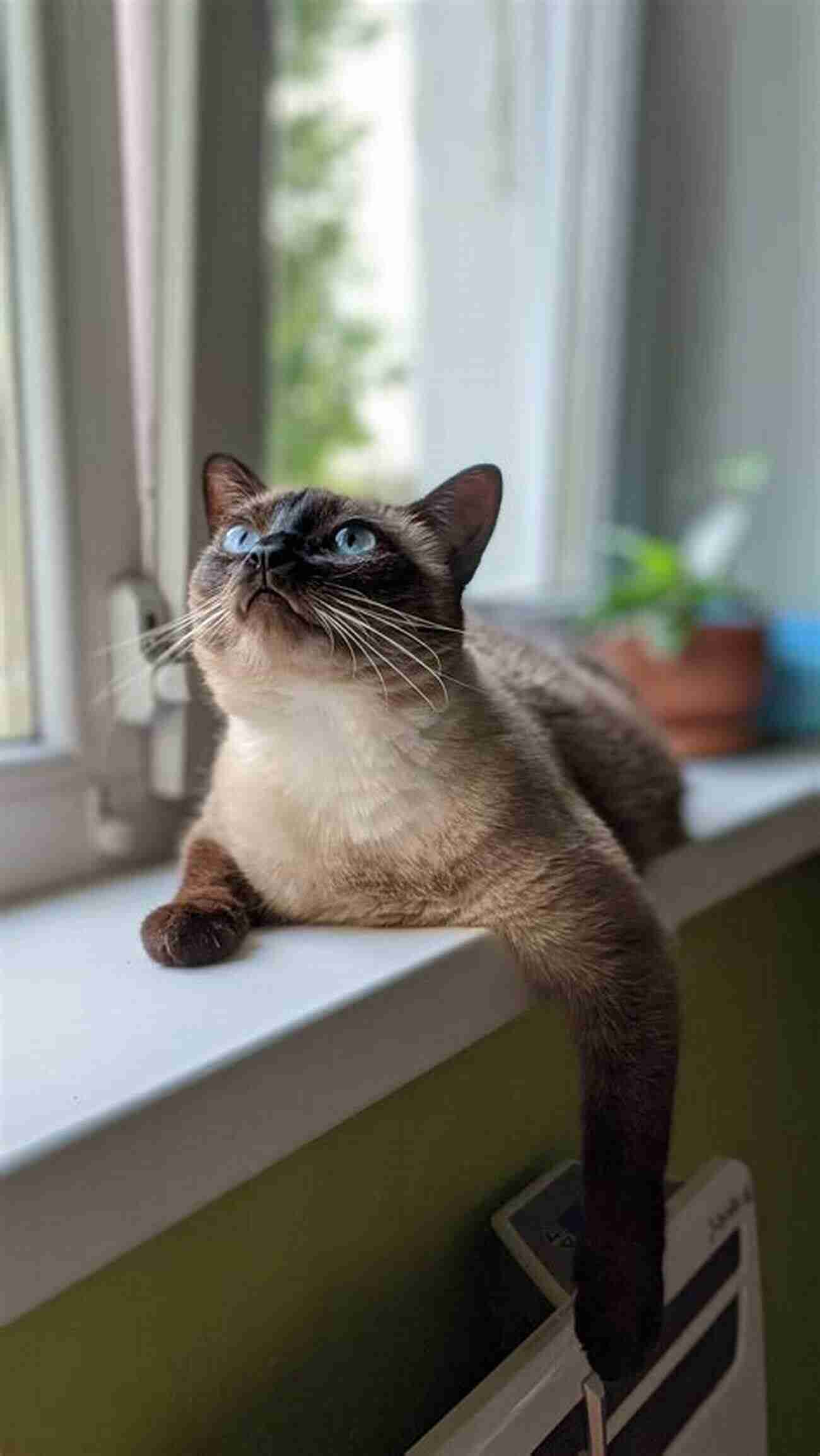 Siamese Cat Breed Beautiful And Talkative Interesting Facts About The Most Popular Cat Breeds (Magnificent Animal Series)