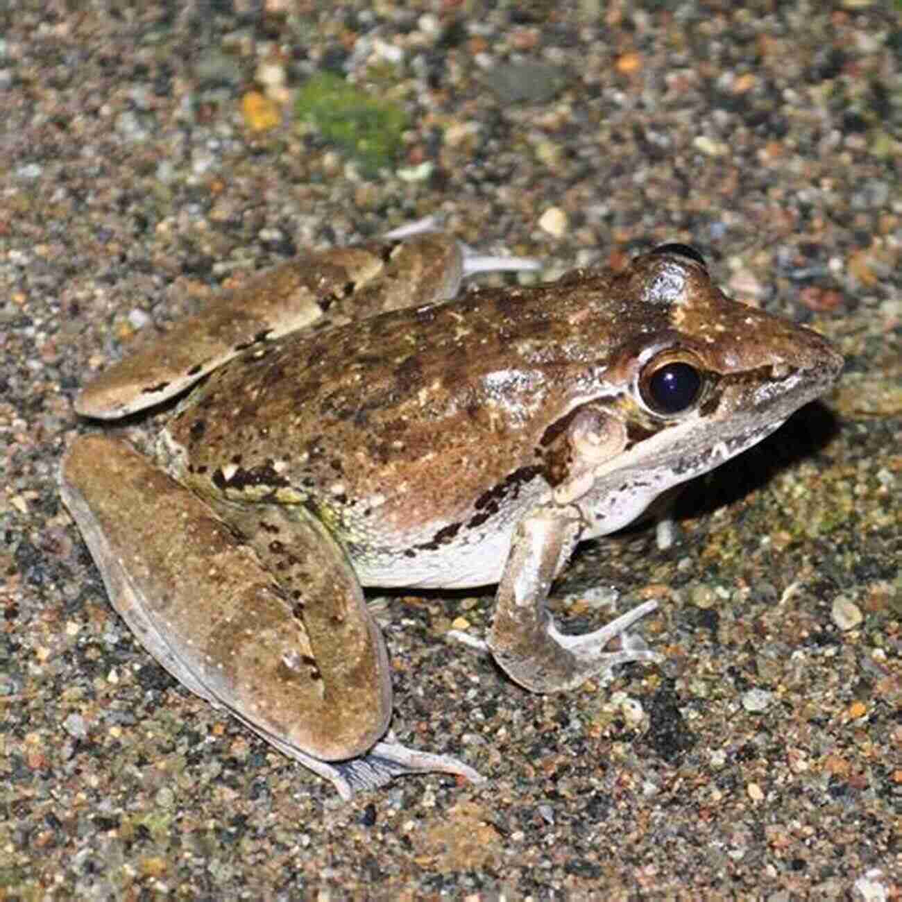 Southern African Frogs In Their Natural Habitat Frogs Of Southern Africa A Complete Guide