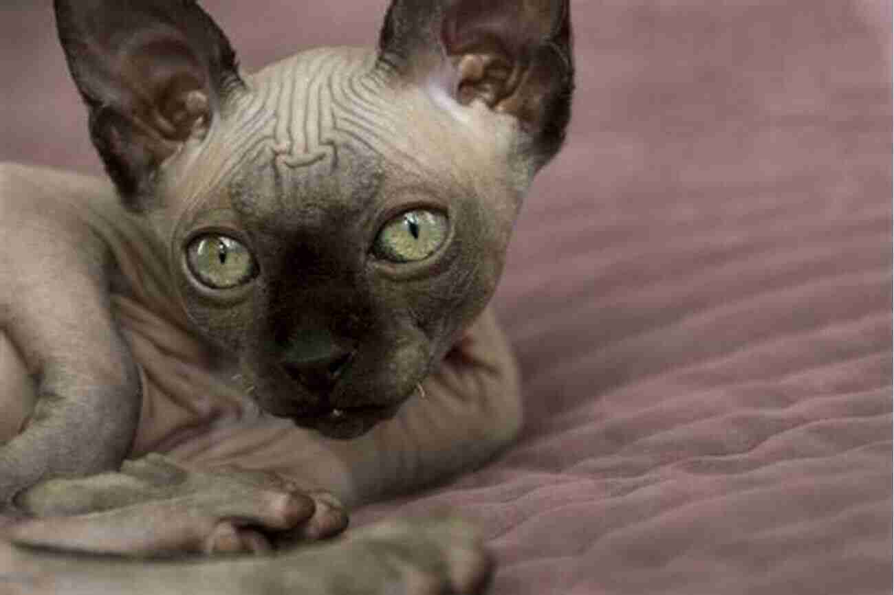 Sphynx Cat Breed Hairless And Loving Interesting Facts About The Most Popular Cat Breeds (Magnificent Animal Series)