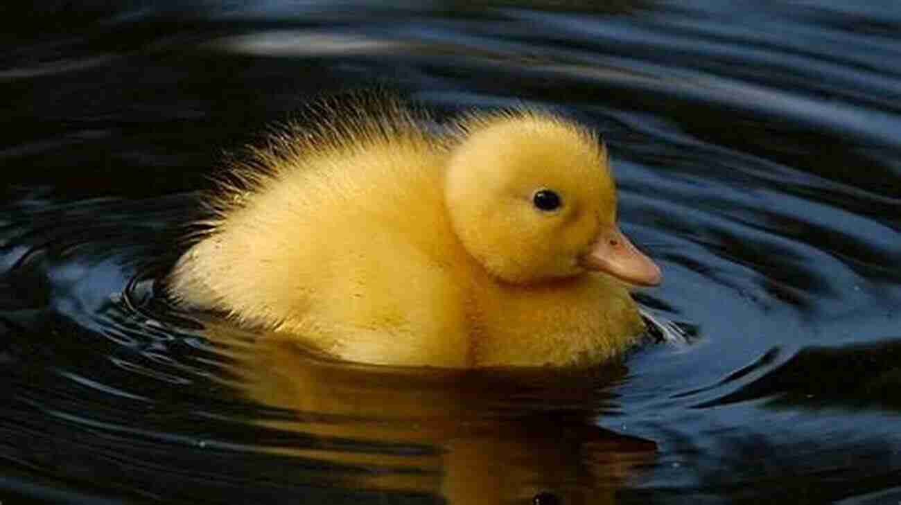 The Little Duck Duck A Cute Yellow Duckling Floating On Water With A Big Smile The Little Duck: Duck For Toddlers