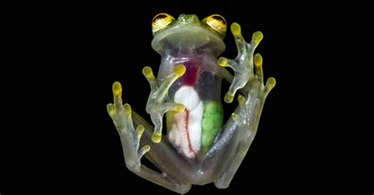 Transparent Glass Frog Frogs Of Southern Africa A Complete Guide