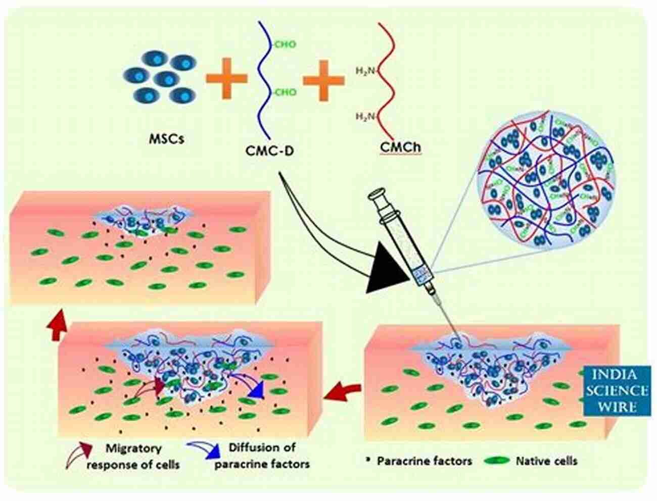 Vaccine Injection Nanocellulose And Sustainability: Production Properties Applications And Case Studies (Sustainability: Contributions Through Science And Technology)