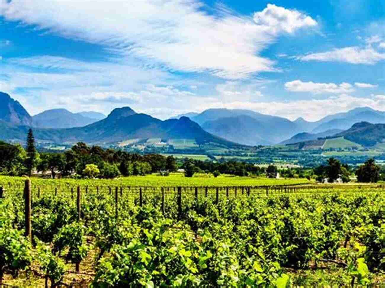 Vineyards In The Cape Winelands, With Mountains In The Background Seven Days In Cape Town