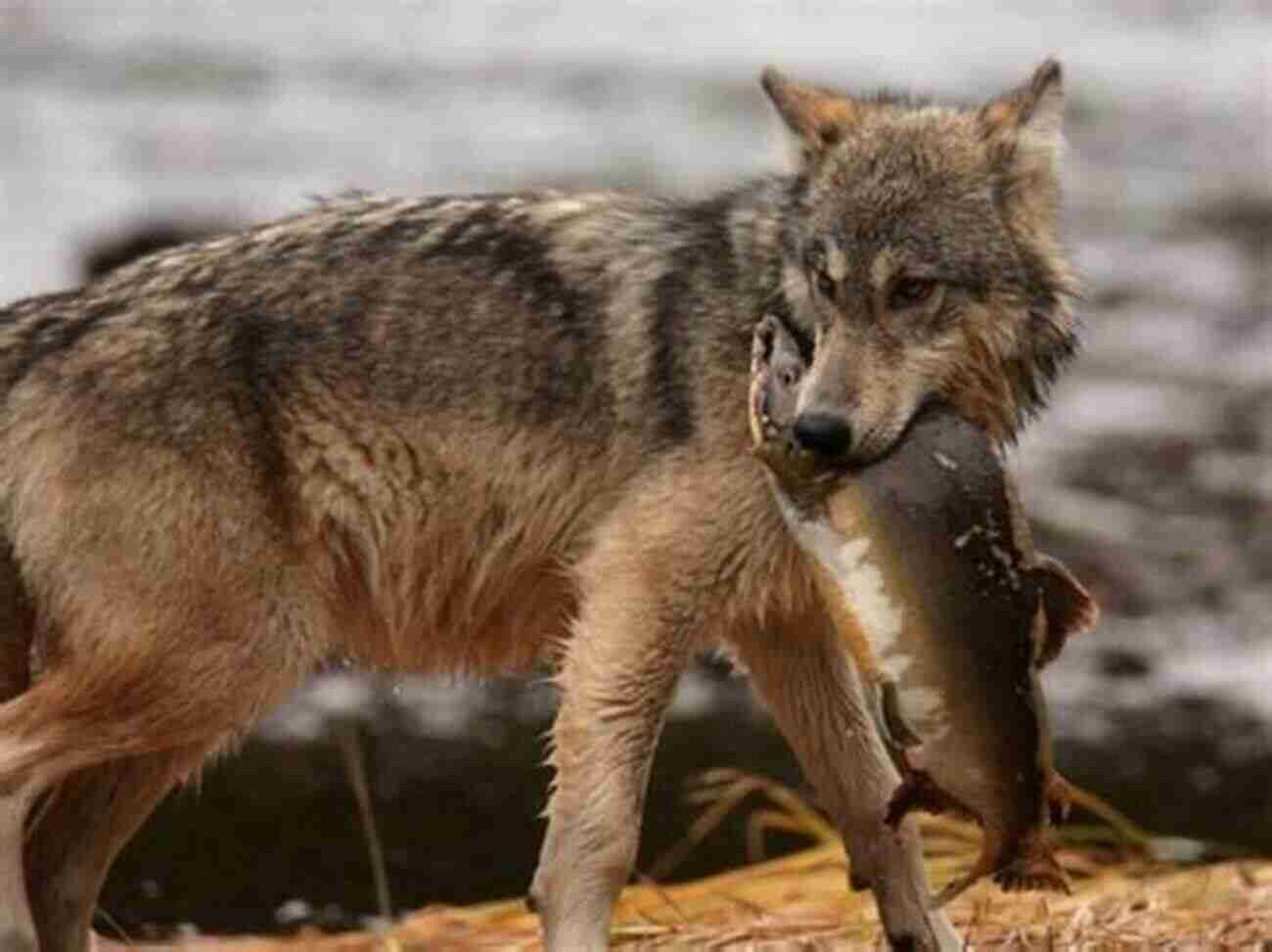 Wolves In The Land Of Salmon The Majestic Predators Of The Wild Wolves In The Land Of Salmon