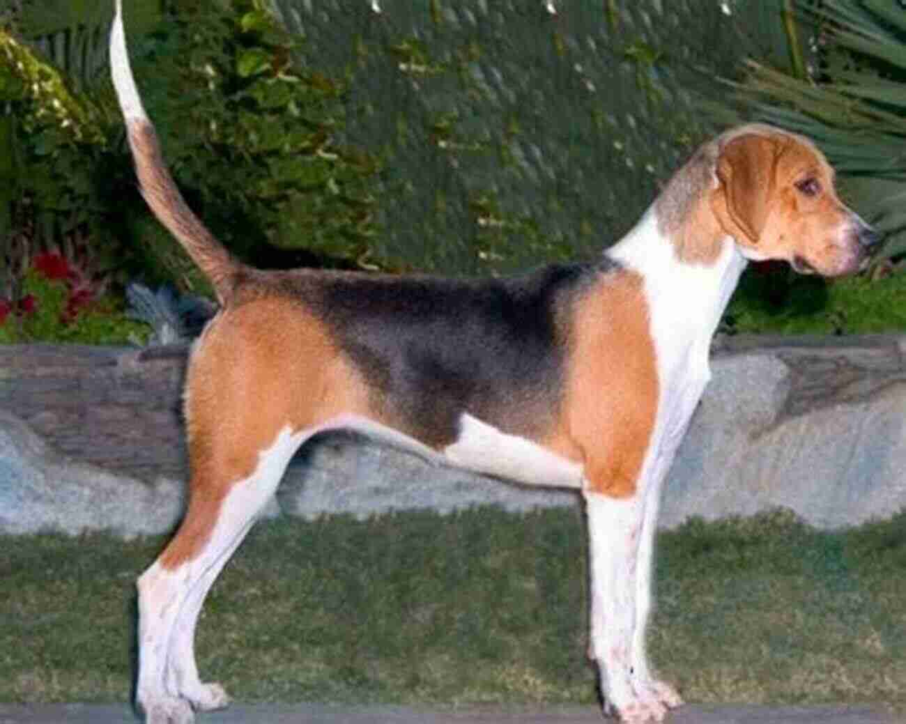 Yankee Foxhound Breeding Discover The Secrets Of This Majestic Breed Yankee Foxhound : The Ultimate Guide On All You Need To Know About Yankee Foxhound Breeding Feeding Housing Care Habitat Temperament Tank Diet Health Lifespan Diseases