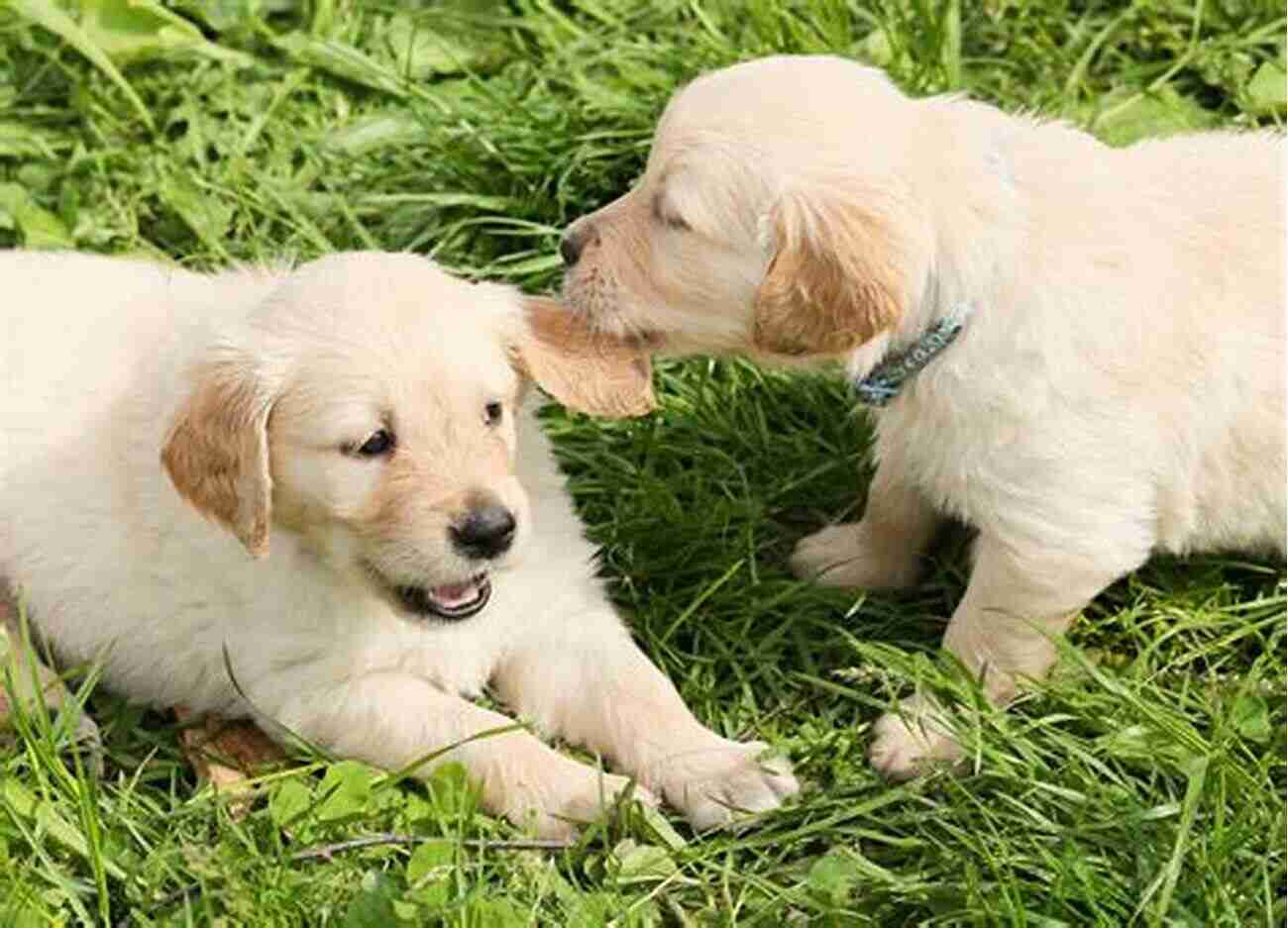 Young Joyful Golden Retriever Puppy Playing In The Garden The Power Of Dog: How A Puppy Helped Heal A Grieving Heart