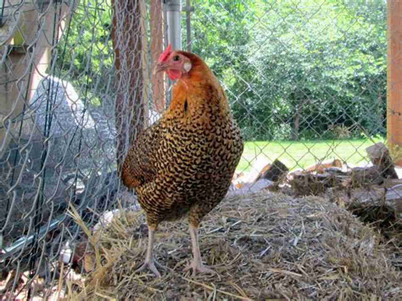 Backyard Chickens Breeds A Beginners Guide To Keeping Backyard Chickens Breeds Guide Chicken Tractors Coops Hatching Raising Chicks Plus More (Simple Living)