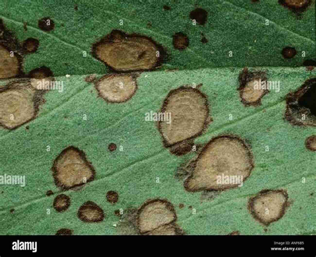 Botrytis Fungus In Agricultural Field Botrytis The Fungus The Pathogen And Its Management In Agricultural Systems