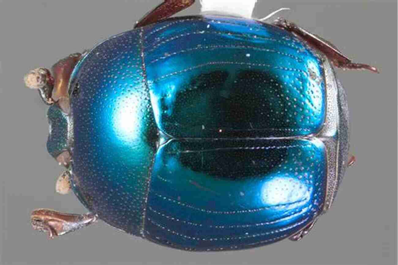 Brilliant Jewel Beetles Showcasing Vibrant Colors Beetles Of Western North America