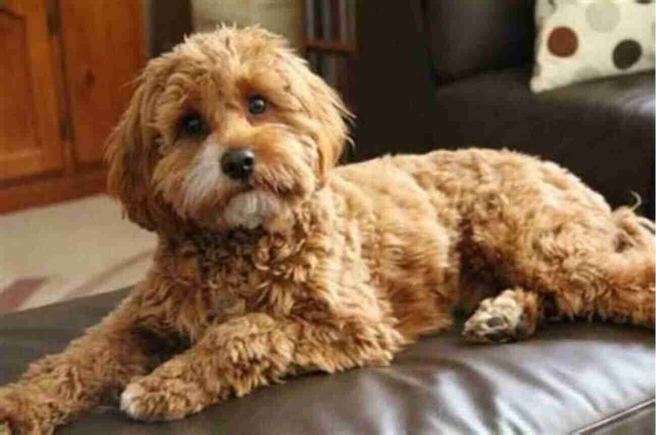 Cavapoo Dog The Complete Guide To Cavapoo Dogs: Everything You Need To Know To Successfully Raise And Train Your New Cavapoo Puppy