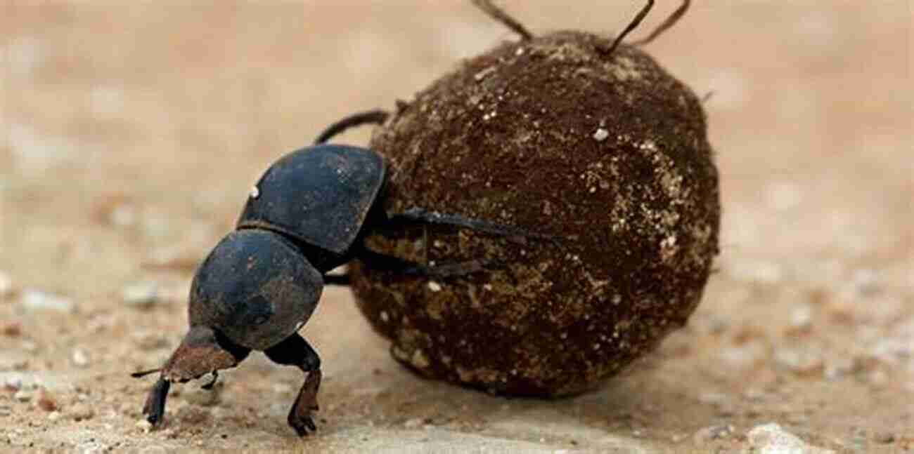 Dung Beetle Rolling A Ball Of Dung Beetles Of Western North America