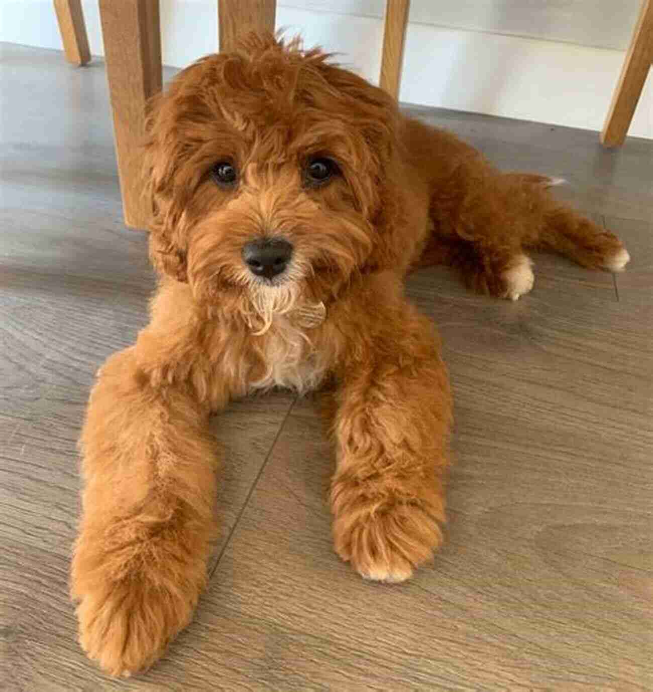 Grooming A Cavapoo Dog The Complete Guide To Cavapoo Dogs: Everything You Need To Know To Successfully Raise And Train Your New Cavapoo Puppy