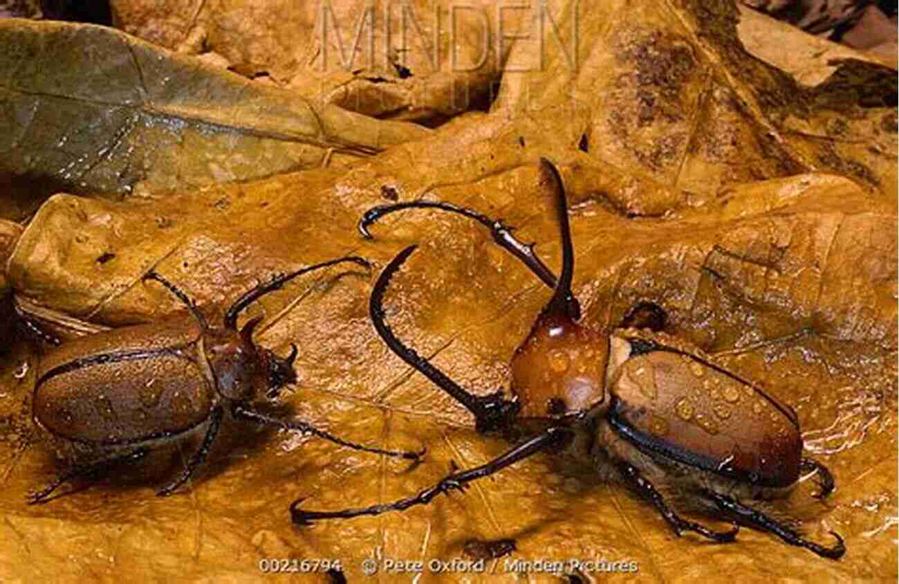 Ground Beetle Camouflaged In Leaf Litter Beetles Of Western North America