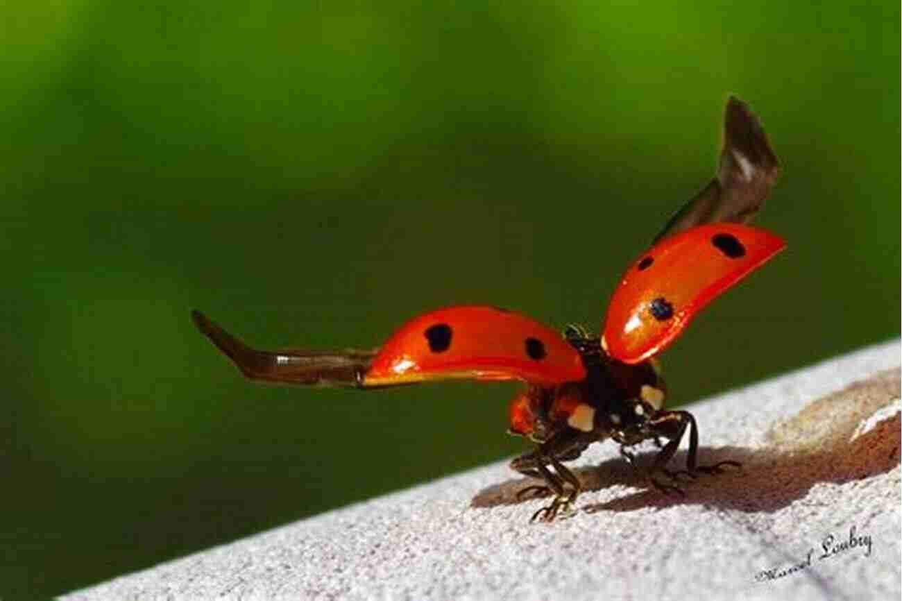 Ladybird Beetle With Vibrant Red And Black Spots Beetles Of Western North America