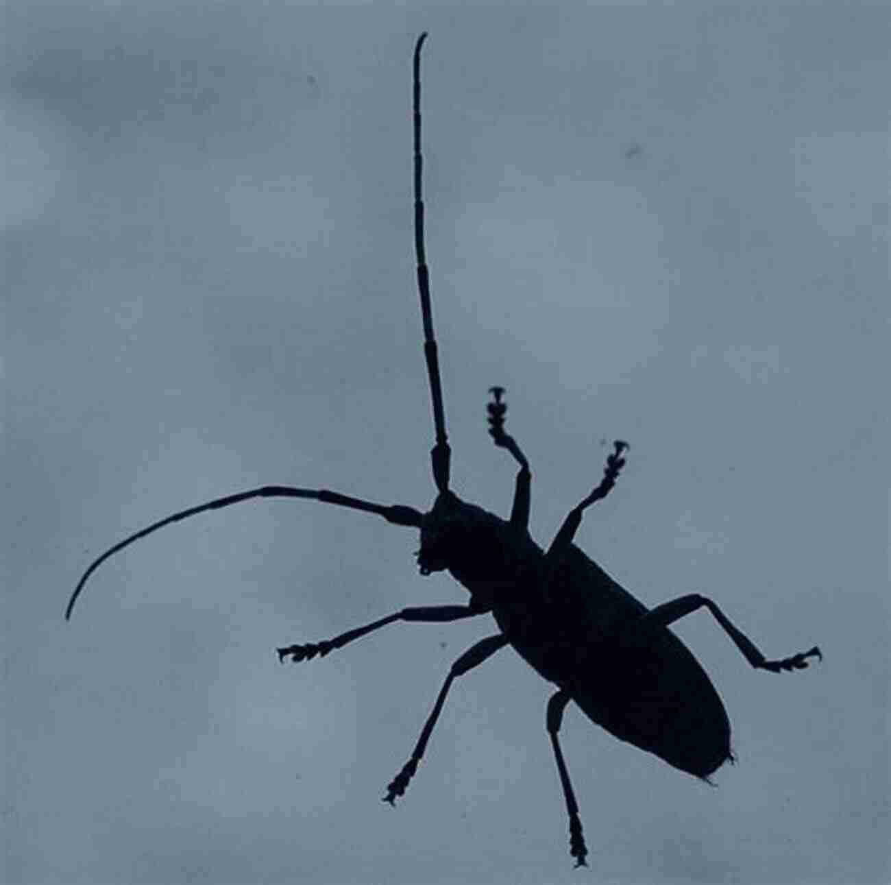 Longhorn Beetle Showcasing Its Distinctive Elongated Antennae Beetles Of Western North America