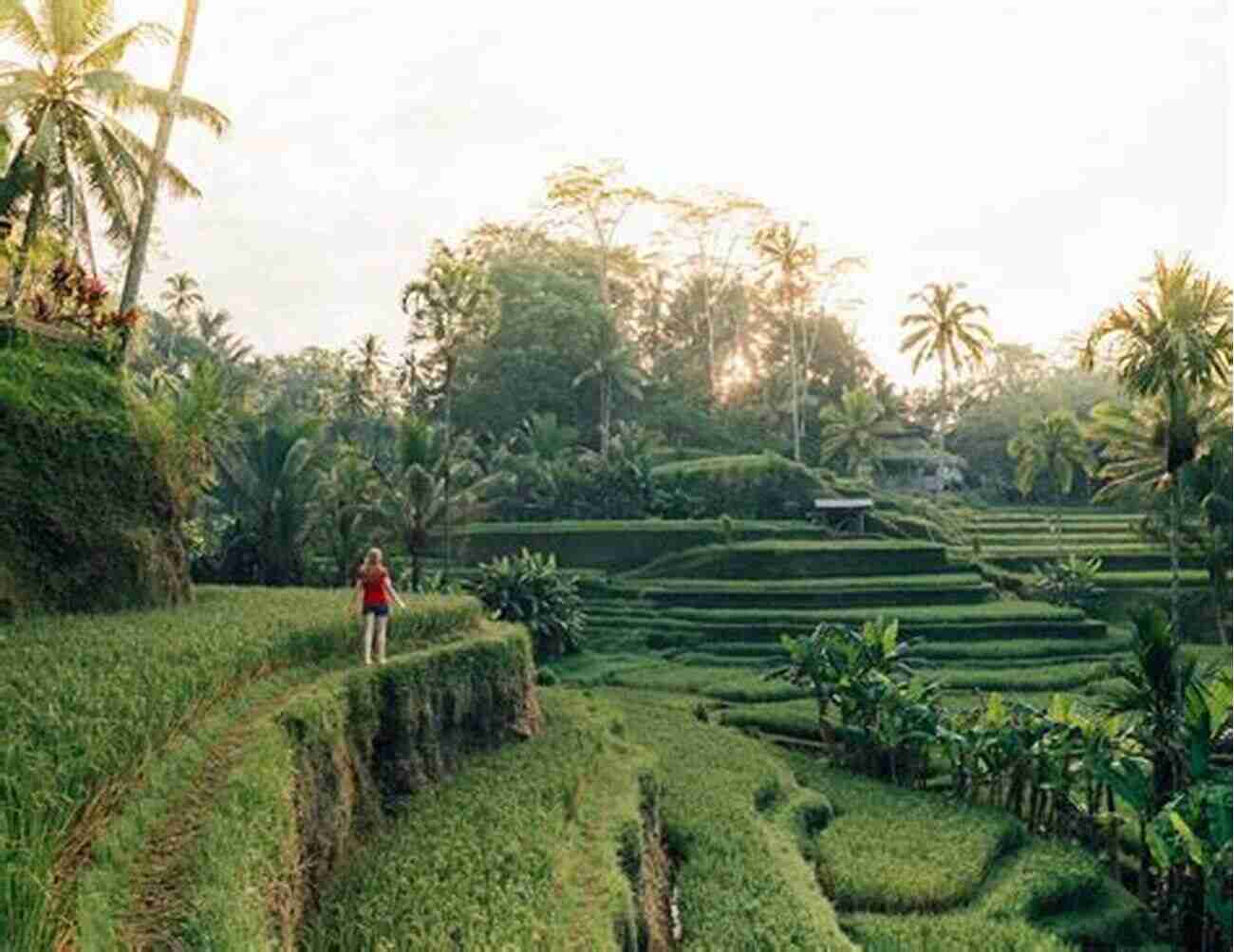 Ubud Rice Terraces A Paradise For Nature Lovers Bali Daze Freefall Off The Tourist Trail