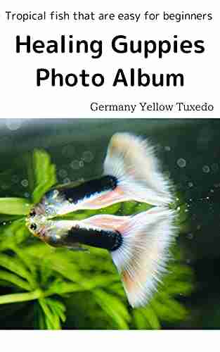 Healing Guppies Photo Album Germany Yellow Tuxedo