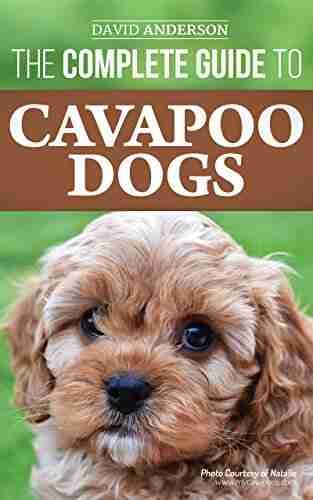 The Complete Guide to Cavapoo Dogs: Everything you need to know to successfully raise and train your new Cavapoo puppy