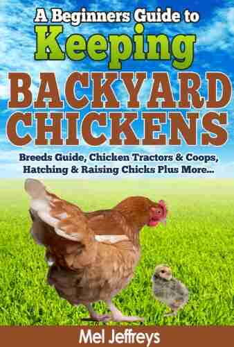 A Beginners Guide to Keeping Backyard Chickens Breeds Guide Chicken Tractors Coops Hatching Raising Chicks Plus More (Simple Living)